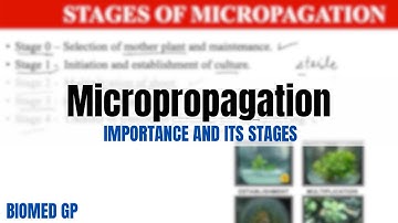 Micropropagation- Importance and its stages