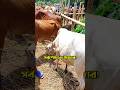 ৫৮ হাজার হইলে বিক্রি করে দিবো 🐂 | #চান্দিনা_হাট #cow #mitaliagro #cowvideos #shorts