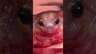 First Ever Footage of RAREST Frog!