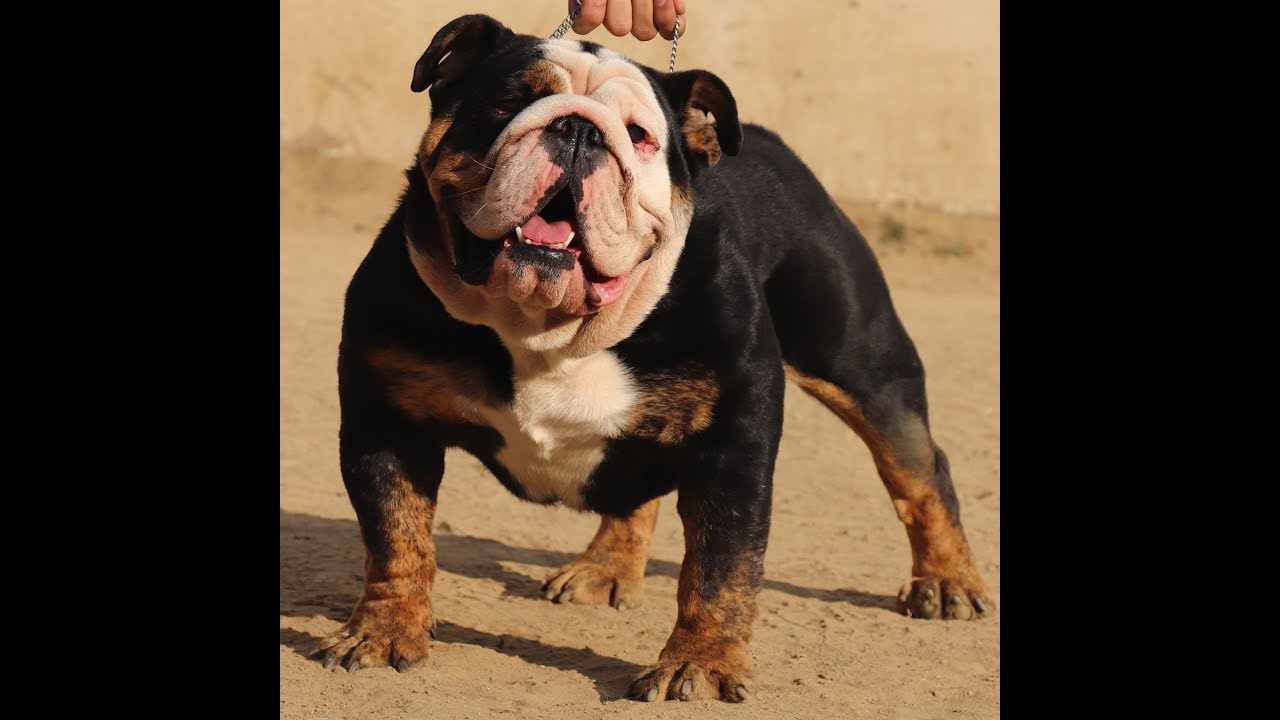 Exotic Bulldog In India . #Mustang U.S.A Import 🇺🇸 for Puppies