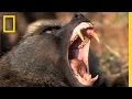 Baboon Attack! | National Geographic