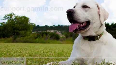 Support: Replacing a Tracking Collar Strap