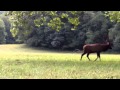 North Carolina Elk