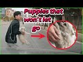 The puppy in the middle of the road and it refused to let me go!🐶🐾#animals #pets #dog #animalrescue