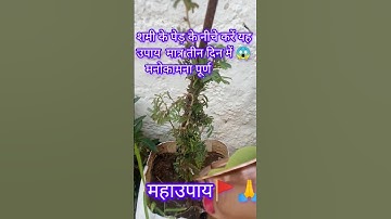 शमी के पेड़ के नीचे करें यह उपाय  मात्र तीन दिन में  मनोकामना पूर्ण #pandit_pradeep_ji_mishra #upay