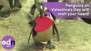 Penguins on Valentine's Day will melt your heart!