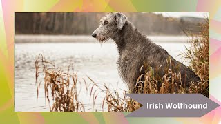 Majestic Irish Wolfhound: Gentle Giant of the Dog World