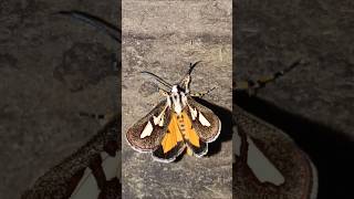 #butterfly 🦋 #gm_ban #shortvideo 🦋🦋