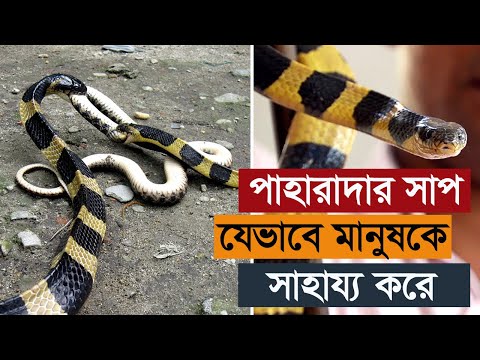 ভিডিও: প্রবাল সাপ: বৈশিষ্ট্য, জীবনধারা, বাসস্থান