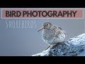 BIRD PHOTOGRAPHY | Photographing shorebirds