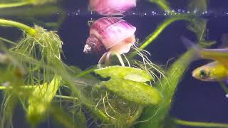 Rosie the Magenta Mystery Snail is really coloring up! (3/9/2024)