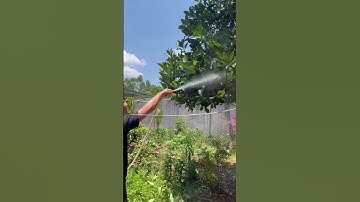 Dad bathed the jackfruit tree so there would be more fruit for Monkey Sun to eat. #familymonkeysun