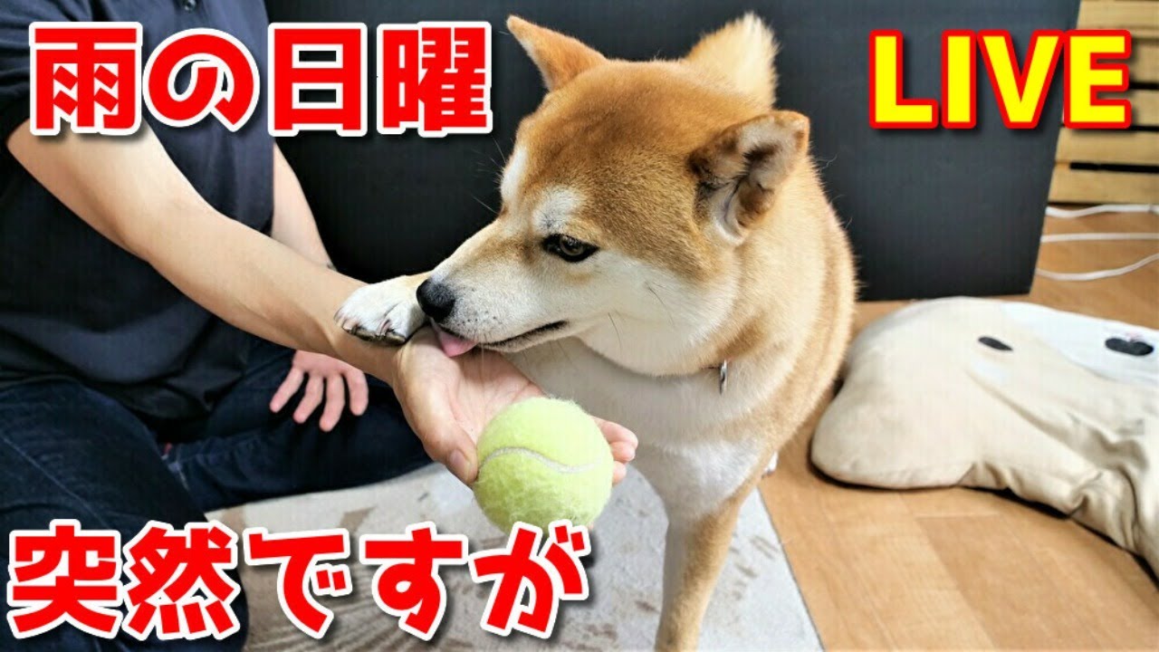 【京の柴犬てん】てんちゃん、梅雨のゲリラライブ！ YouTube