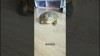 #shorts#frog#pet#horned frog#animal#funny#funny animal videos#animals eating
