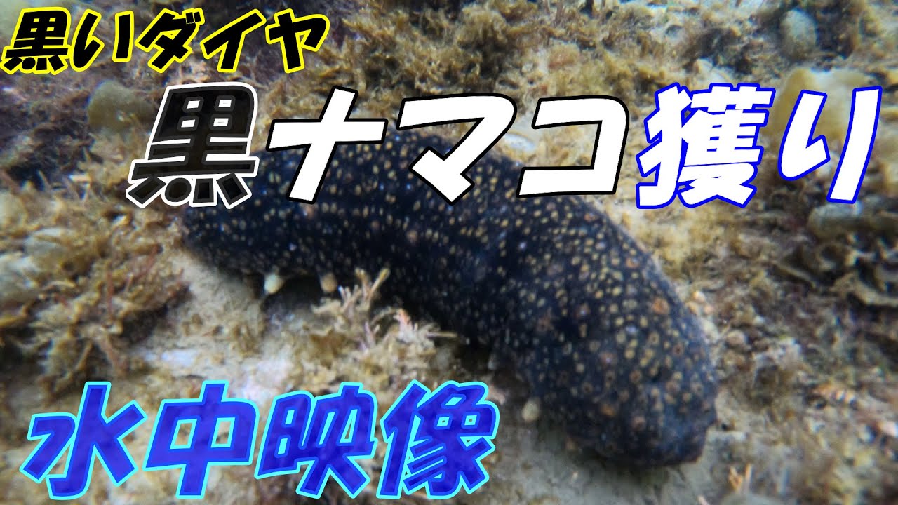 素潜り漁 黒いダイヤを探しに行ってきた 水中映像 Youtube
