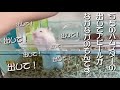 ノーカット版 ハムスターの出してアピールがなんか 面白いんです…