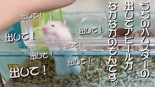 ノーカット版 ハムスターの出してアピールがなんか 面白いんです…