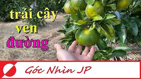 Ngắm hoa và cây ăn trái ven đường || cuộc sống Nhật Bản