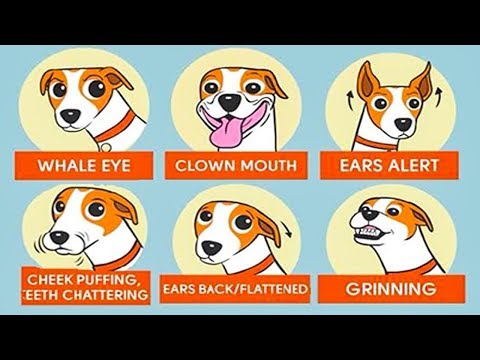 Can You Understand Your Dog Today?