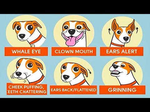 🐶 10 signs to understand your dog better 🐩🐕