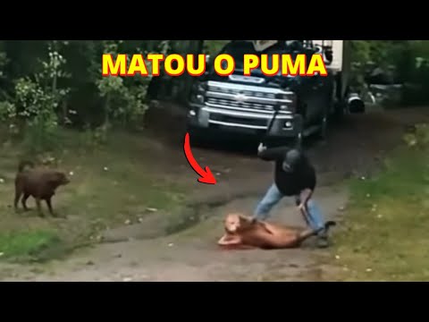 INACREDITÁVEL!!! HOMEM ATACA ONÇA PARDA COM FACÃO PARA PODER SALVAR SEU CACHORRO!!!