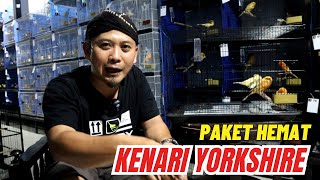 Update Harga Kenari Yorkshire Super  TKF harga peketan | YUK BAKUL MERAPAT