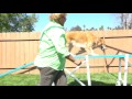 San Diego Pet Training: Dog Agility Classes San Diego Pet Training: Dog Agility Classes