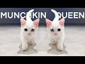 Funny and Cute Munchkin Cat, Ore, Reo and Belly - Lucky Paws