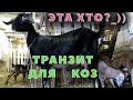 Транзит для коз