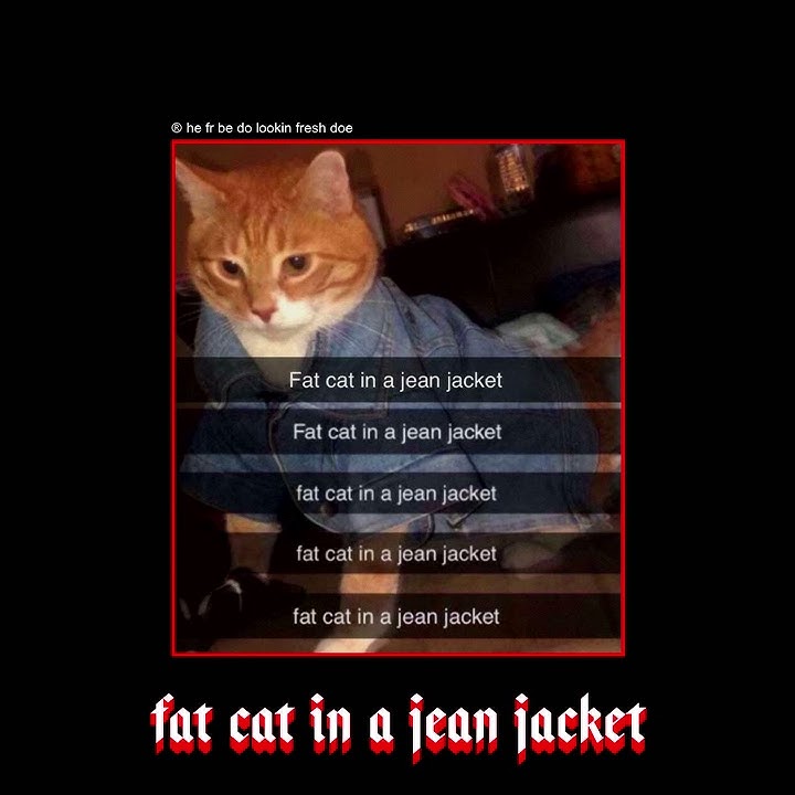 fat cat in a jean jacket 