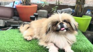 My beautiful Pekingese