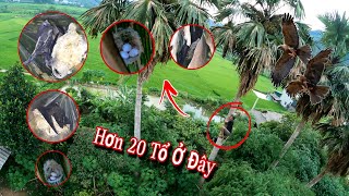 Chinh Phục Tổ Chim Độc Lạ Cao 30m Sẽ NTN | Dân Tộc Tây Bắc Tv