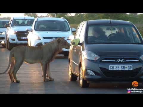 WATCH: Kruger lion tries opening car door