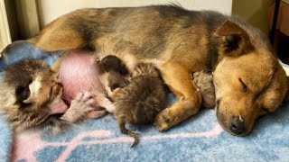 A motherless kitten is starving, a mother dog reaches out to help the kitten.