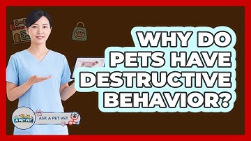 Why Do Pets Have Destructive Behavior? - Ask A Pet Vet