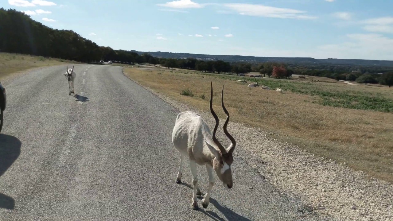 Addax - Antelope - Fossil Rim Wildlife Center