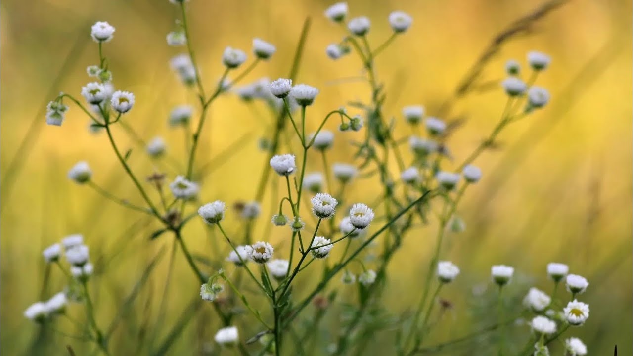 856. ♫ . "Мечты Татьяны" ,(из к/ф Шла собака по роялю),1979 - Алексей ...