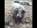 Необычные животные на ферме "Покровские Поляны"