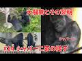 The big commotion and the next day【東山動物園ゴリラ】Shabani family #24 #gorilla #higashiyama #zoo