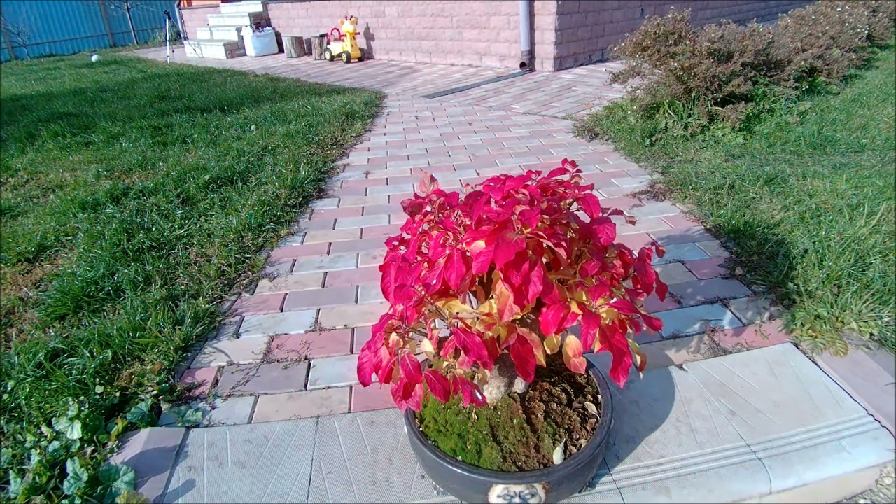 Бонсай Бересклет европейский  Euonymus europaeus  Bonsai pot Four face 2021 год осень