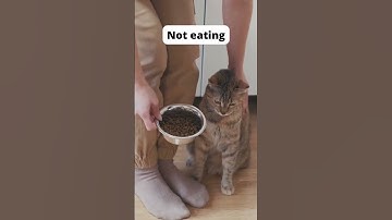 Signs your cat is sick 🤢 #cat #catfacts #cats #catsoftiktok #catsofinstagram