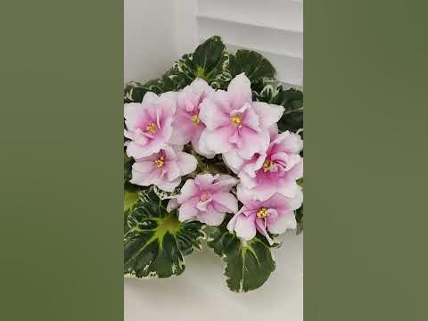 Фиалка Р-Дурман Сладкий - YouTube