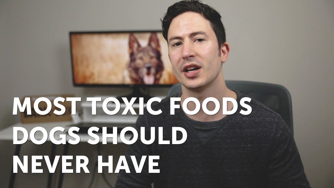 pets at home The Most Toxic Foods Your Dog Should NEVER Have