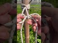 Most useful Knots &amp; Ropes Tricks in life : Pile pulling Hitch