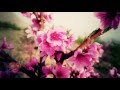 شکوفه رو لباته گروه باران