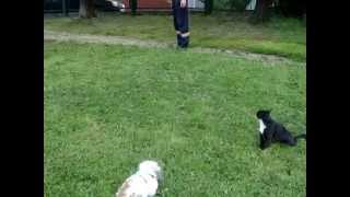 КРОЛИК СТЁПА И СОСЕДСКАЯ КОШКА НА ПРОГУЛКЕ. КРОЛИК СТЁПА И СОСЕДСКАЯ КОШКА НА ПРОГУЛКЕ.