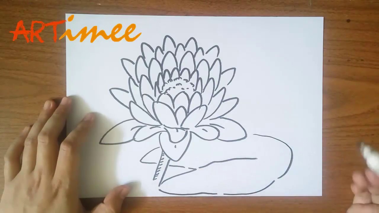 Featured image of post Lily Pad Drawing From Above / How to draw a water lily.