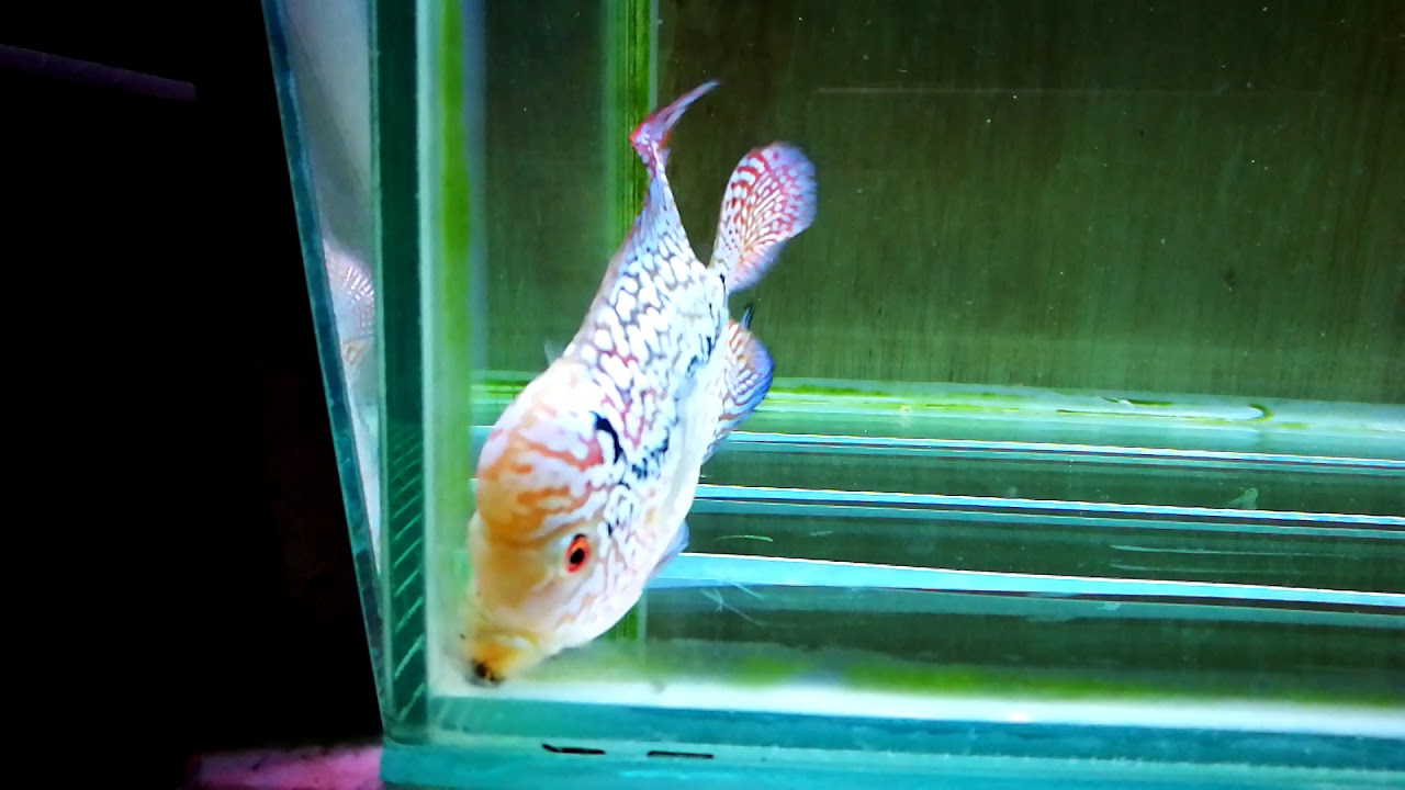 Update Progres Ikan Louhan  Kamfa F3 dari Burayak 