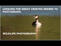 Looking for Great Crested Grebes to photograph.