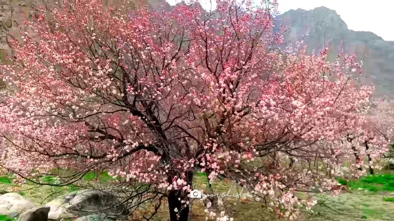 Stunning visuals of Apricot bloom in Kargil Ladakh UT YouTube